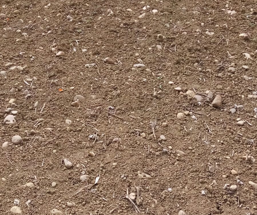 Finca tierra calma regadio 13 hectareas PALMA DEL RIO