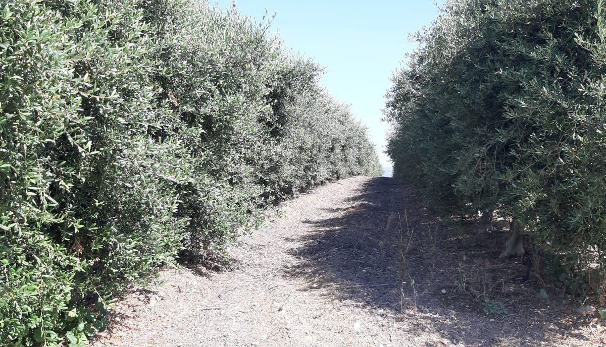 Finca olivar superintensivo 50 has PALMA DEL RIO