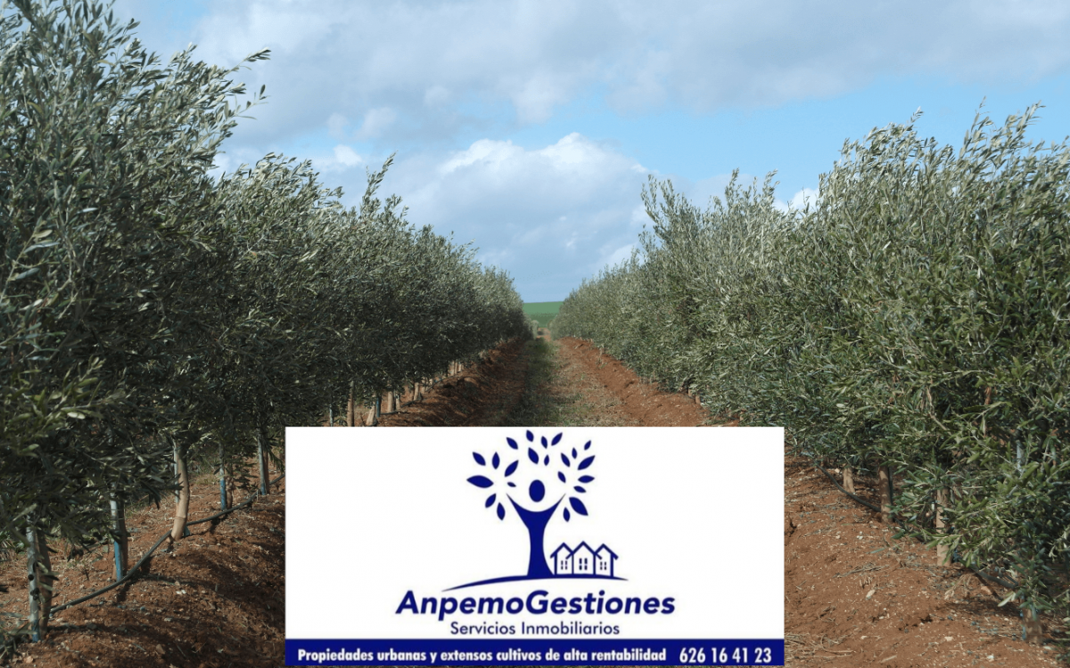 Finca olivar superintensivo 22 has PALMA DEL RIO