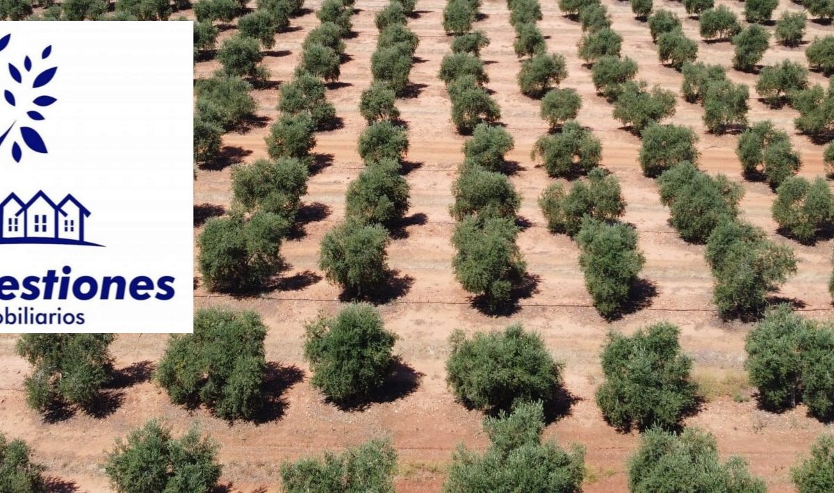 Finca olivar alberquino riego 50 has ALMODOVAR