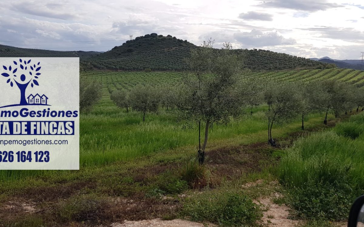 Finca 105 has secano Olivar y calma OSUNA
