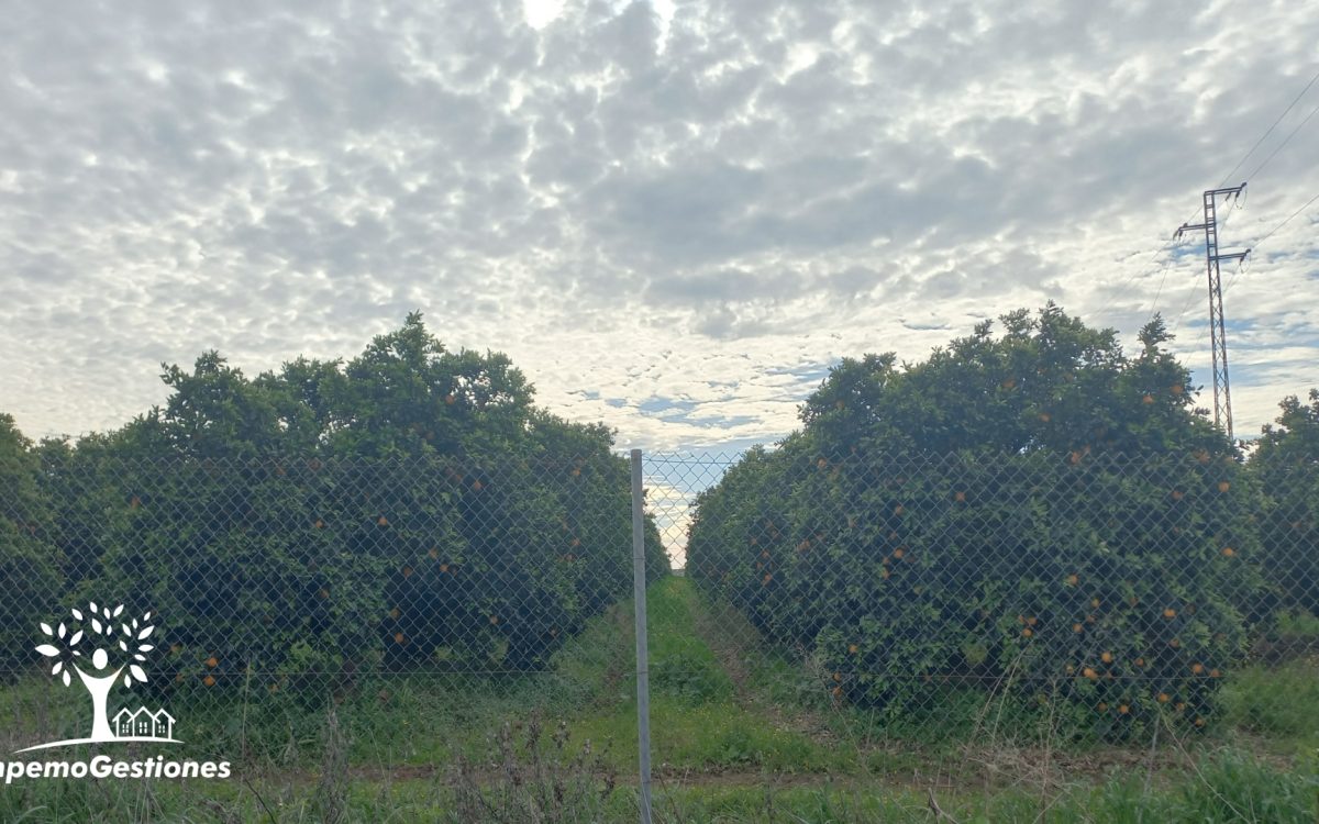 Finca 3 hectáreas LANE LATE Fuente Palmera