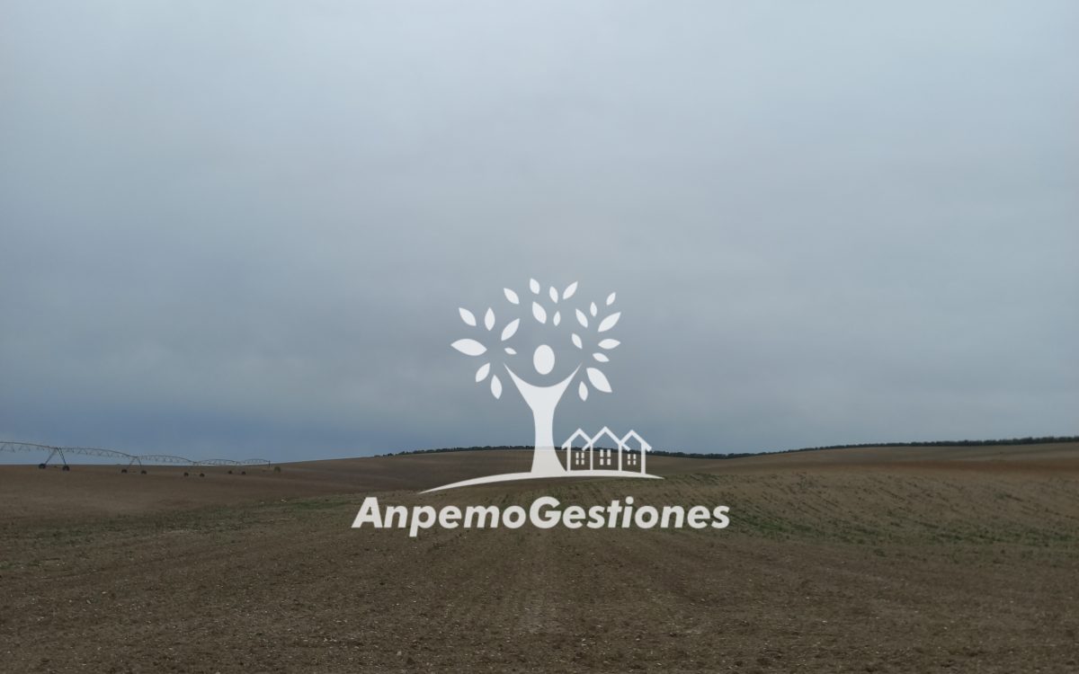 170 has labor regadío, olivar, ECIJA