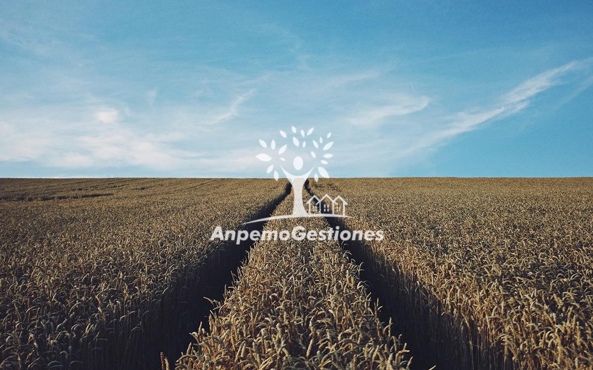 350 has labor secano SEVILLA