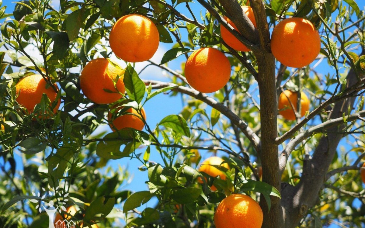 Huerta de naranjos 2 hectáreas con construcción MESAS DE GUADALORA
