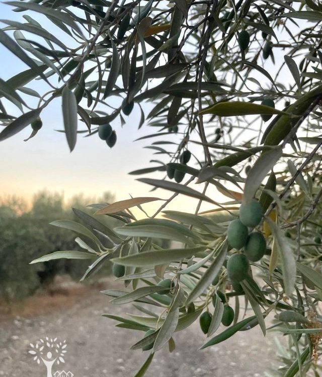 Finca olivar marteño riego 13,5 hectáreas PALMA DEL RÍO