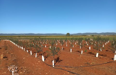 1,3 has olivar superintensivo, casa, maquinaria EL PRIORATO