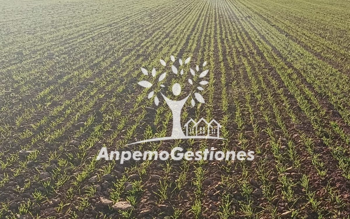 Finca 41 has tierra calma secano CARMONA